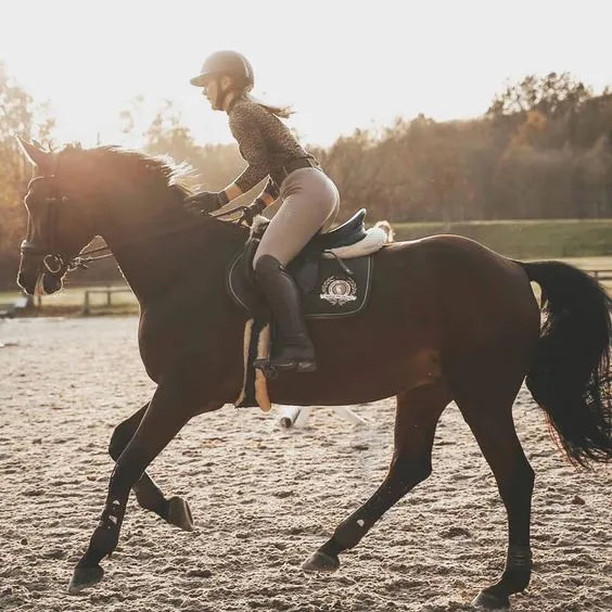 馬術初學者最容易犯的幾個錯誤