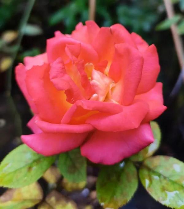 堅持運動是給自己最好的保養品