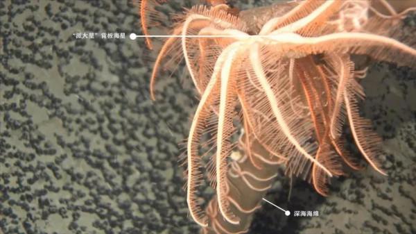 四川恐龍新物種叫「大雄」，學者是哆啦A夢粉絲