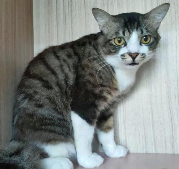 女子嫌小貓“太瘦”收養,照顧1年後貓突然發福,意外胖成網紅貓 女子嫌小貓“太瘦”收養,照顧1年後貓突然發福,意外胖成網紅貓