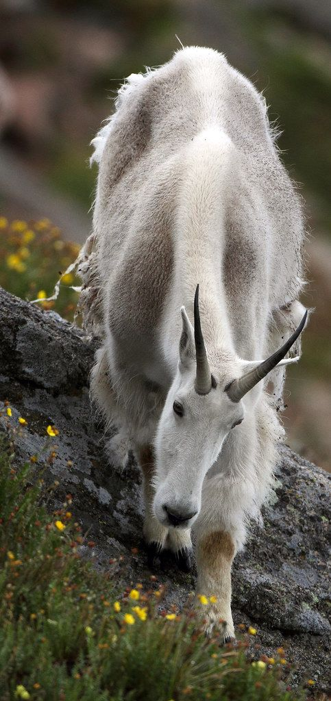 不畏凌絕寒冽峰,吾將此地巢雲中,得到過灰熊殺手稱號的雪山精靈 不畏凌絕寒冽峰,吾將此地巢雲中,得到過灰熊殺手稱號的雪山精靈