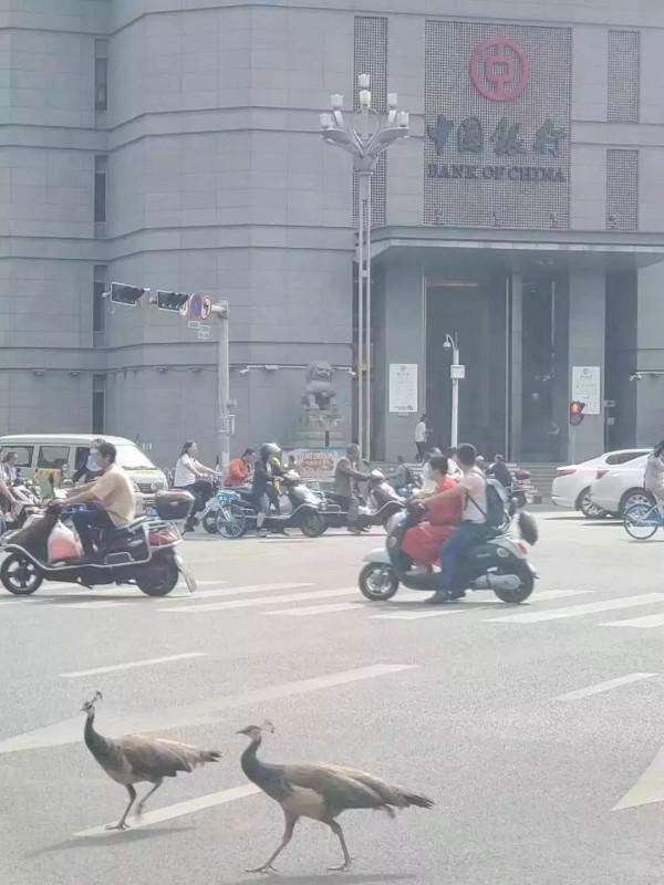 COP15：“騎大象”“溜孔雀”的雲南人