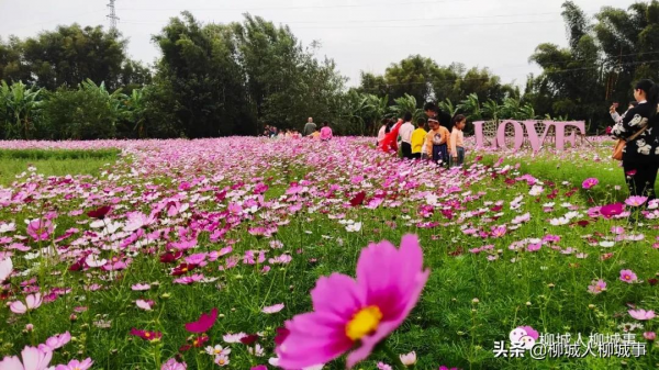 柳城洛崖知青農場格桑花一夜怒放，走，週末約起看花海去