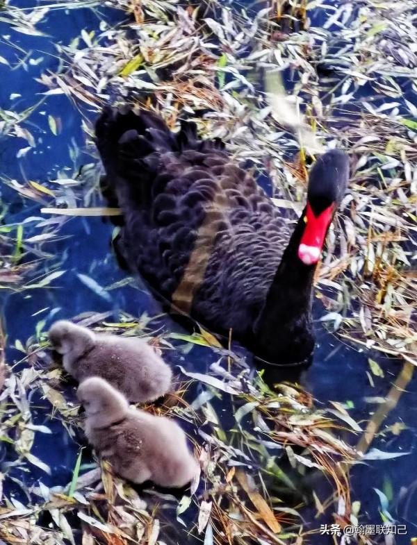 鵝仔不容易——圓明園的黑天鵝一家