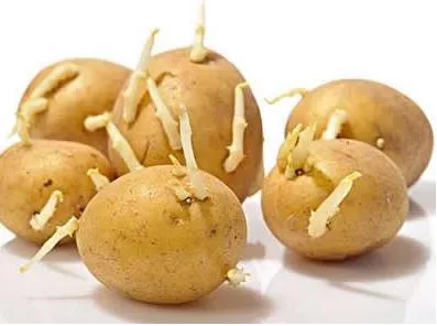 警惕食材中的這些天然毒素