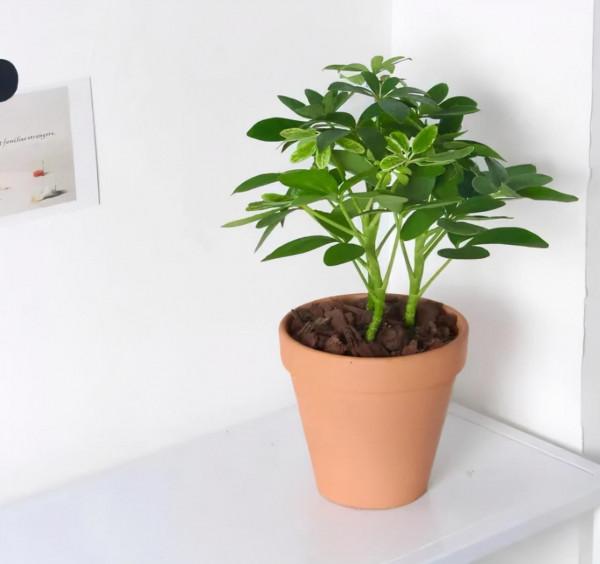 被譽為“招財樹”的鵝掌柴，居家盆栽該注意什麼？