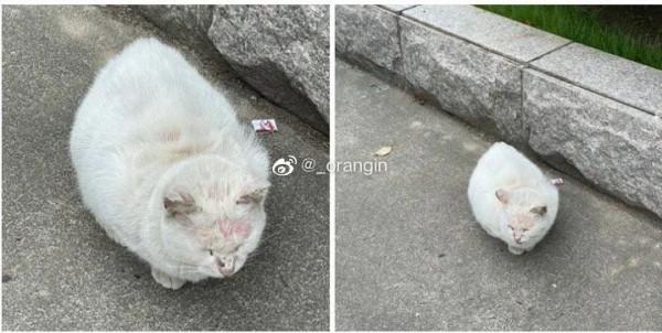 復旦師生餵了8年的流浪貓,在領養前夜被虐殺了 復旦師生餵了8年的流浪貓,在領養前夜被虐殺了