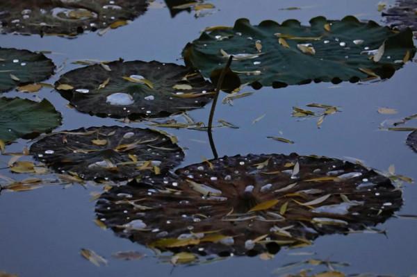 西北塞上江南——秋天