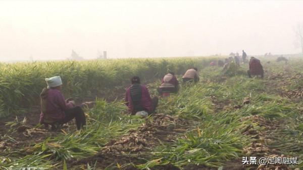 返鄉創業做“姜”軍,看定陶這位小夥的致富路 返鄉創業做“姜”軍,看定陶這位小夥的致富路