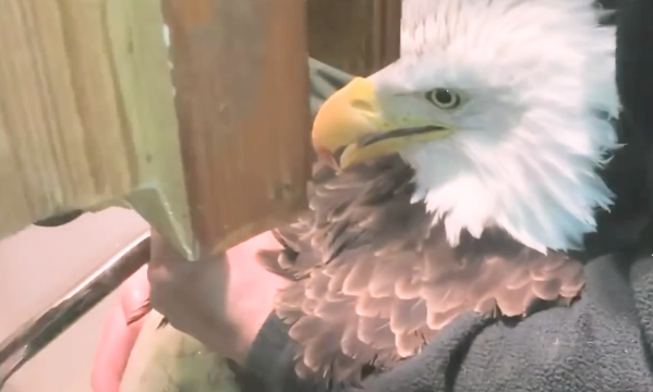 老鷹凍在湖面無法動彈,過路大叔趕緊幫忙,還有小貓咪也需要幫助 老鷹凍在湖面無法動彈,過路大叔趕緊幫忙,還有小貓咪也需要幫助