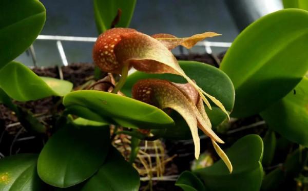 它那一片片橢圓形葉子一朵朵美麗的花兒都在金色的陽光中點頭含笑