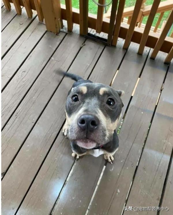 狗狗被獨自鎖在老房子裡,沒吃沒喝,被救後竟發現腿也是斷的... 狗狗被獨自鎖在老房子裡,沒吃沒喝,被救後竟發現腿也是斷的...