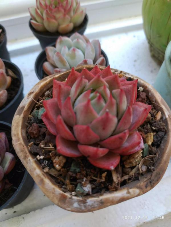 今天上盆的精品肉