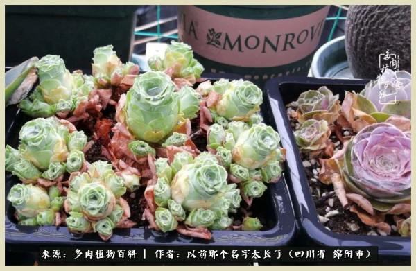 我只在乎你!以愛之名種下玫瑰一片 我只在乎你!以愛之名種下玫瑰一片