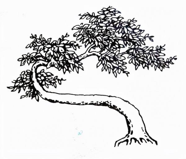 盆景中的“勢”歸納為四德六忌 盆景中的“勢”歸納為四德六忌