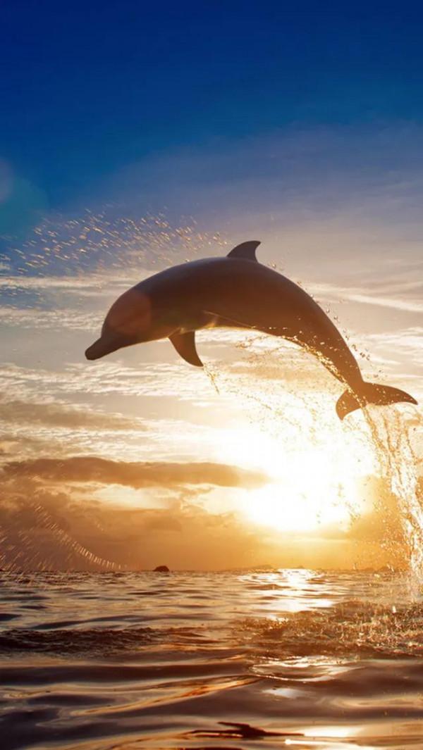 歡快的海豚，你開心嗎