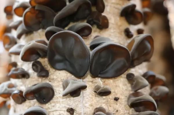 這7種蔬菜建議大家少吃，對照一下有沒有你愛吃的？