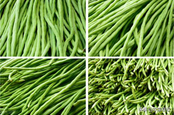 豆角為啥結一茬就不結了，用這4個方法改良，豆角一茬茬的不會完