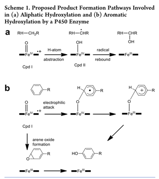 ACS Catalysis&boxv;細胞色素P450對脂肪族與芳香族羥基化在選擇性氧化中的不同幾何要求