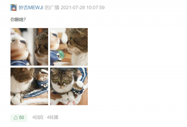 《養貓那些事兒》，笑不活了家人們