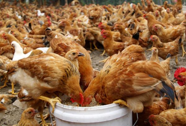 在農村散養200只土雞,一年的利潤是多少,今天我們來算筆賬 在農村散養200只土雞,一年的利潤是多少,今天我們來算筆賬