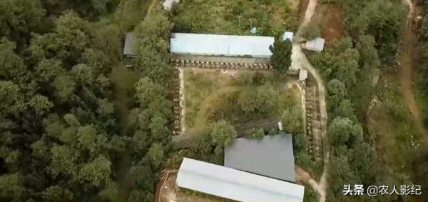 彝族小夥養香豬，巧借力趕著香豬奔富路，帶動200多戶一起致富