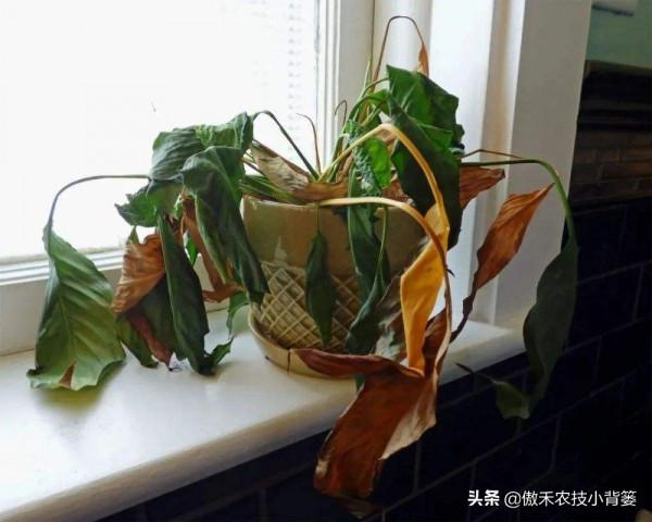 蔬菜和花卉出現萎焉現象時，為何有時越澆水萎焉越重、死苗越快？