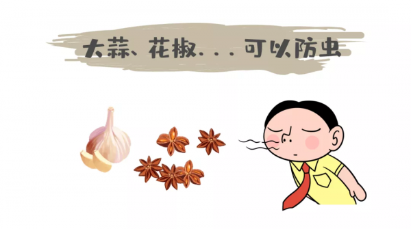 生蟲的米也能繼續吃？你吃的米飯裡可能就有米蟲