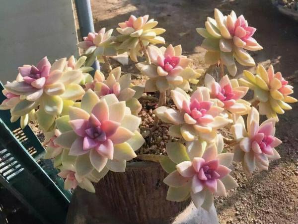 想讓多肉快速上色,“一動作”反覆做,當月養成妖豔“肉墩子” 想讓多肉快速上色,“一動作”反覆做,當月養成妖豔“肉墩子”