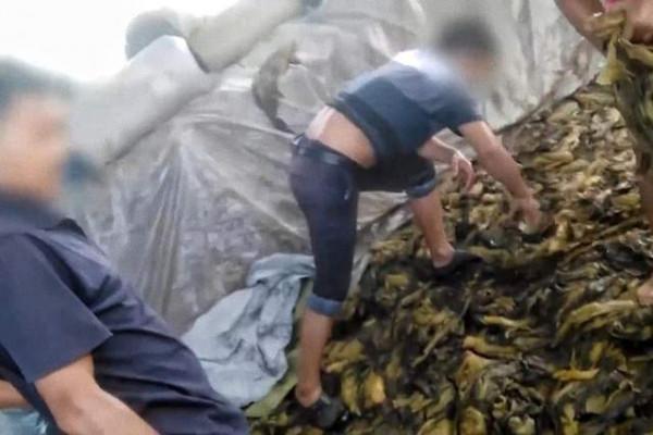 粉絲替汪涵打抱不平，他又沒有用腳踩酸菜，憑什麼要讓無辜者擔責