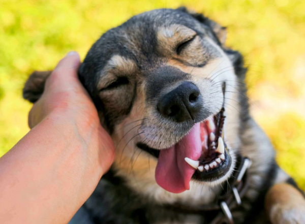 狗狗讓你撫摸，是因為信任你嗎？那你就錯了