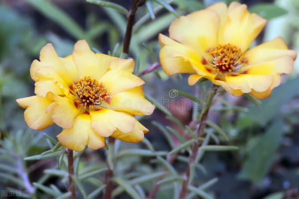 太陽花花苞乾枯?問題出在3點上,處理得當,依舊是“最靚”的花 太陽花花苞乾枯?問題出在3點上,處理得當,依舊是“最靚”的花
