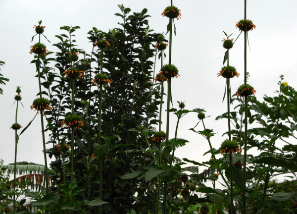 安哥拉往事第二版（3）——初識周圍環境與第一次工作任務