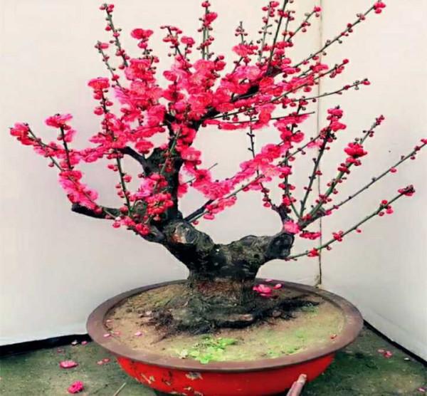 花市大撿漏，春節前100元，年後10元，抽空去撿便宜貨