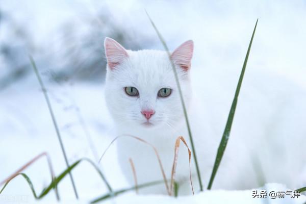 天氣冷了，貓主子流鼻涕是感冒還是鼻支了？這樣來區分和預防