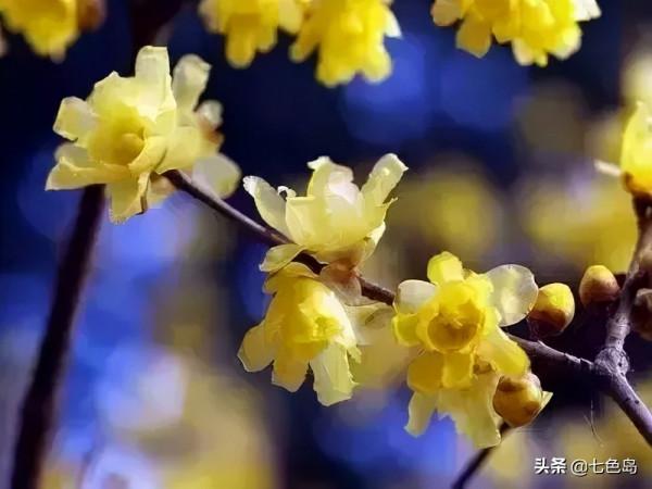“花中十友”,你瞭解多少? “花中十友”,你瞭解多少?