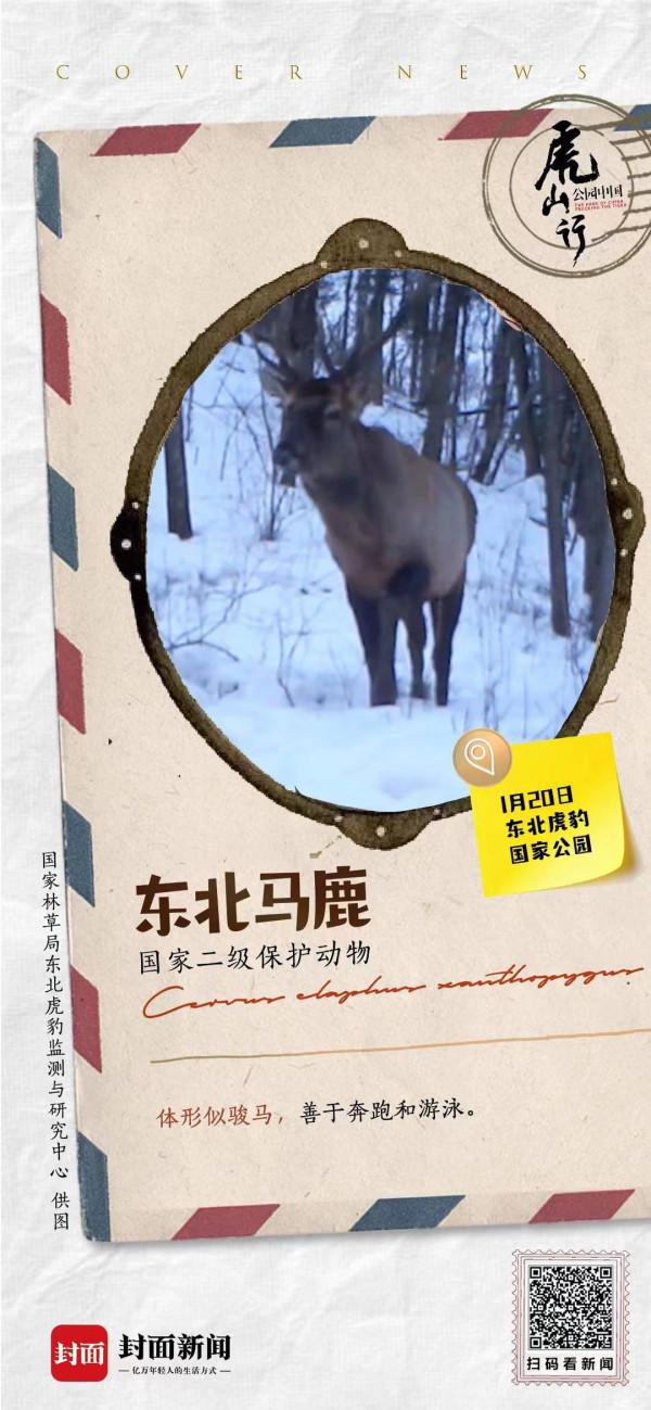 愛奔跑的東北馬鹿 如駿馬般帥氣丨來自東北虎豹國家公園的明信片