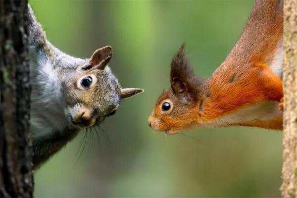 明日方舟：“灰毫”和“焰尾”原型和元素考據，紅松鼠與灰松鼠