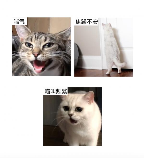 貓狗臨產護理 – 難產鑑別篇