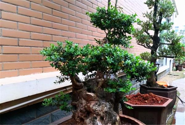 花了6年收集了一院子的上品黃楊,百年老樁“盆盆過萬”,羨慕啊 花了6年收集了一院子的上品黃楊,百年老樁“盆盆過萬”,羨慕啊