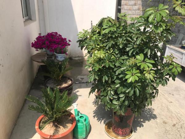 老家鄰居能噁心到什麼程度