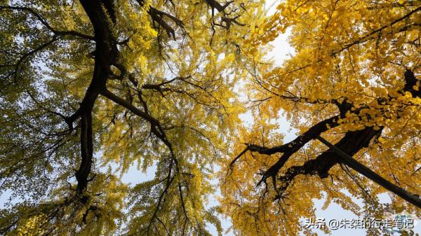 江淮著名的千年古剎 位於國家歷史文化名城 是安徽最美銀杏觀賞地 江淮著名的千年古剎 位於國家歷史文化名城 是安徽最美銀杏觀賞地