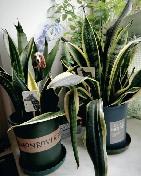 虎皮蘭有“3喜3怕”,做對了,葉片槓槓厚,爆滿小崽子,真好看 虎皮蘭有“3喜3怕”,做對了,葉片槓槓厚,爆滿小崽子,真好看