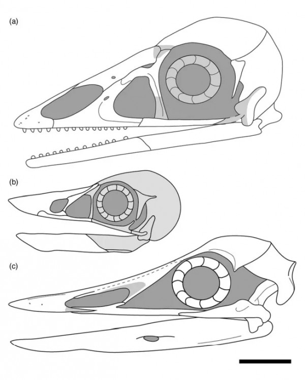 河南發現的這種鳥，天生反骨！與恐龍一起滅絕