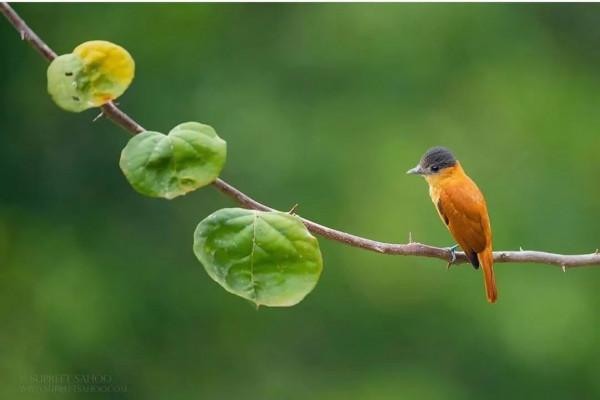 枝上有隻漂亮鳥兒……