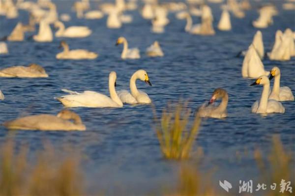 數萬只天鵝如期而至龍感湖 數萬只天鵝如期而至龍感湖
