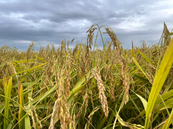 五常大米:能到國際上和泰國香米、日本越光米掰掰手腕嗎? 五常大米:能到國際上和泰國香米、日本越光米掰掰手腕嗎?