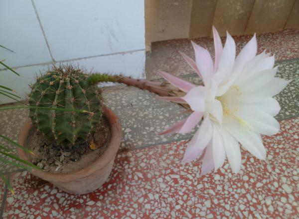 家養3種“仙人球”,耐旱好養活,淨空氣吸輻射,花開大朵真驚豔 家養3種“仙人球”,耐旱好養活,淨空氣吸輻射,花開大朵真驚豔