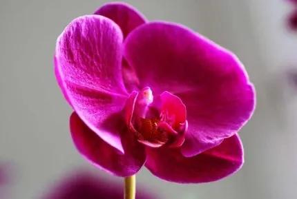 分享——高雅多姿的蝴蝶蘭