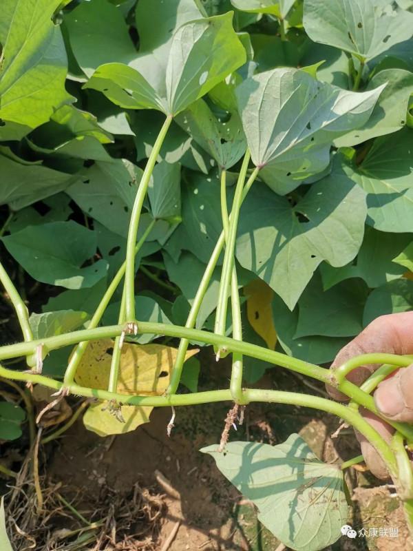 淺談日系紅薯品種選苗要點